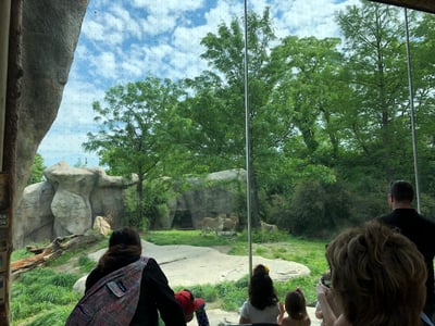 African lion Cincinnati Zoo