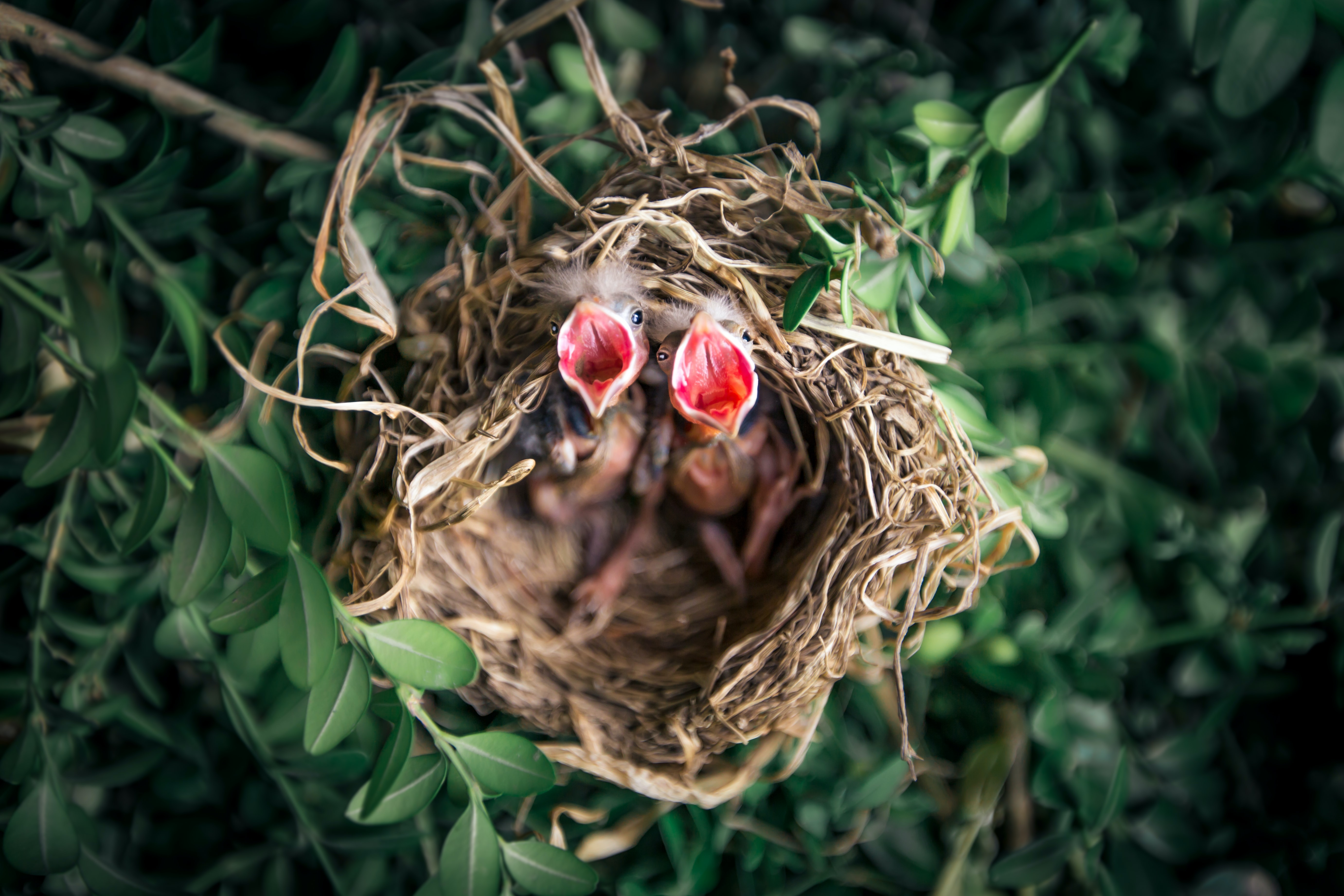 Protect the Pollinators: Why Birds Matter and How You Can Help Them.