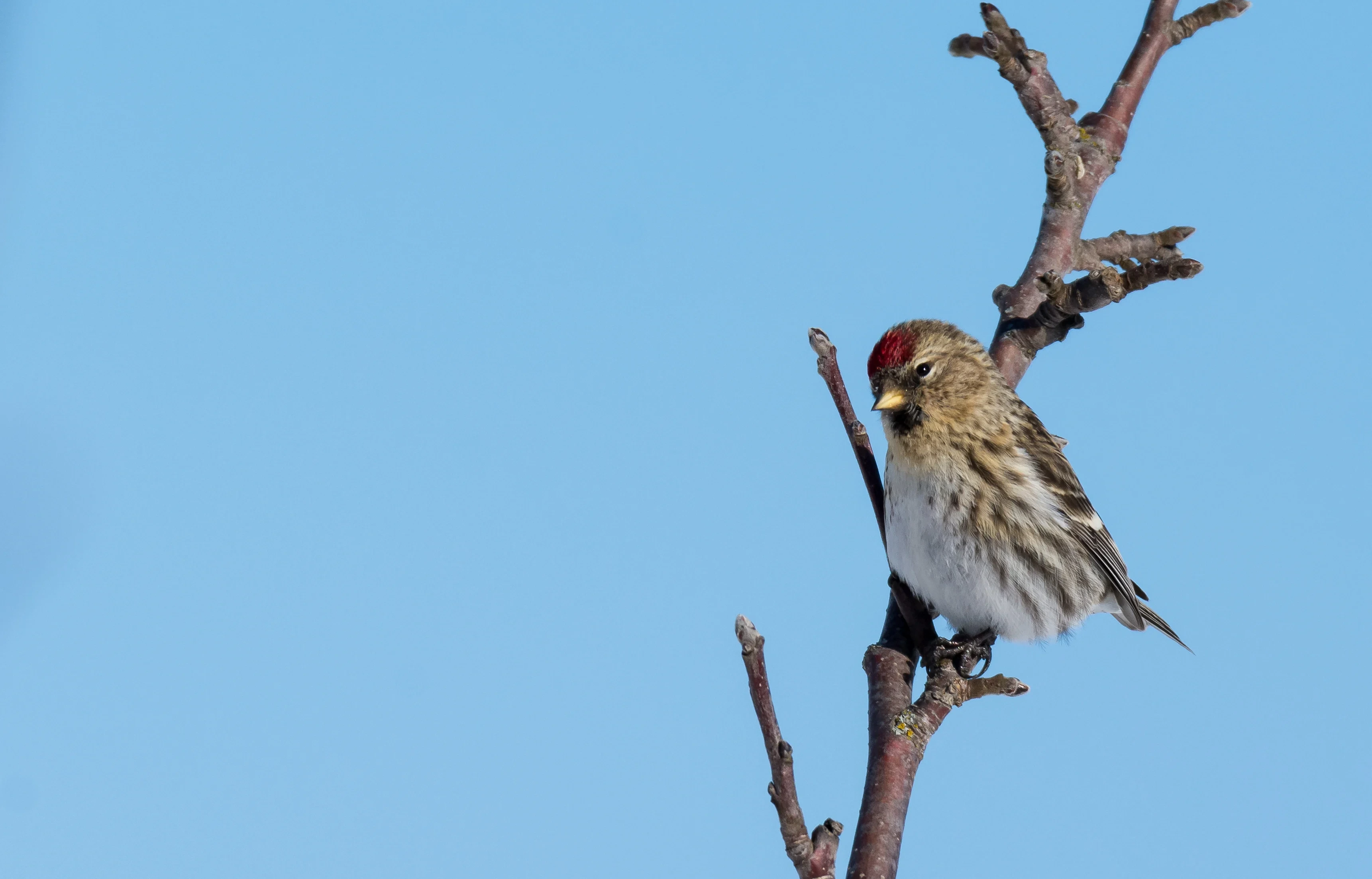 Celebrating Bird-friendly Initiatives in North America