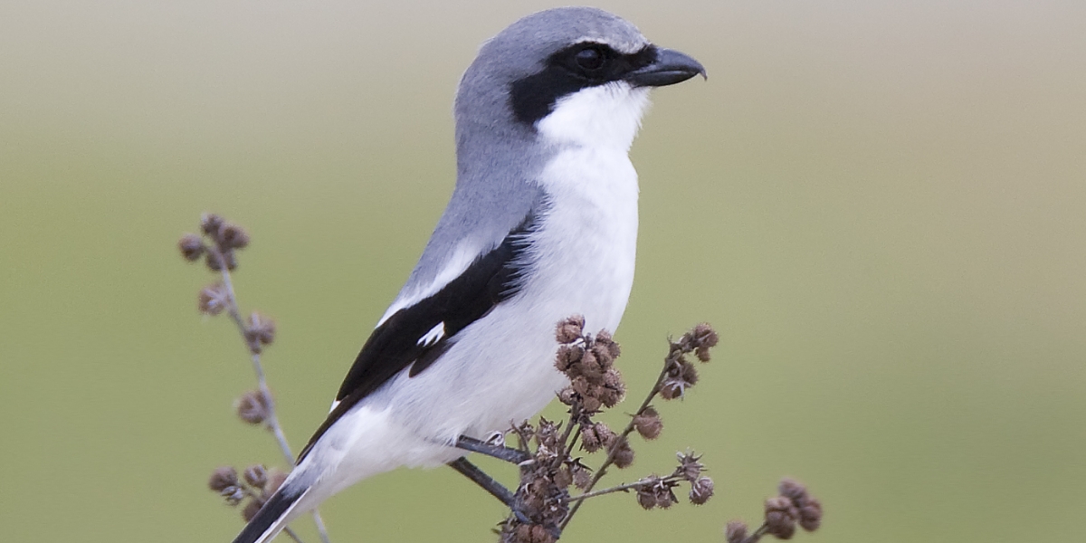 Global Study Reveals About Half of All Birds in Decline