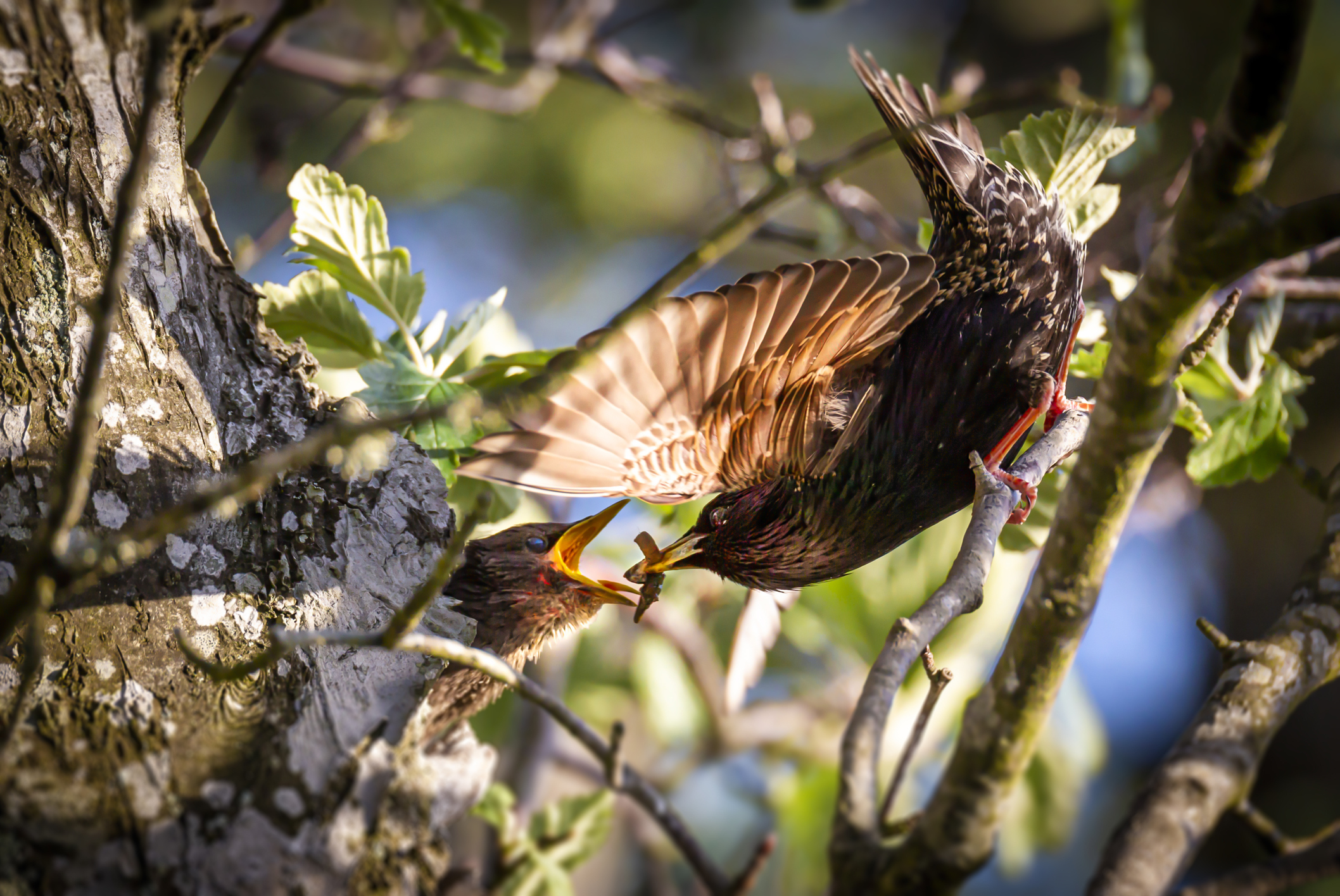 Beyond the Window Markers: Check out These Bird-Friendly Organizations