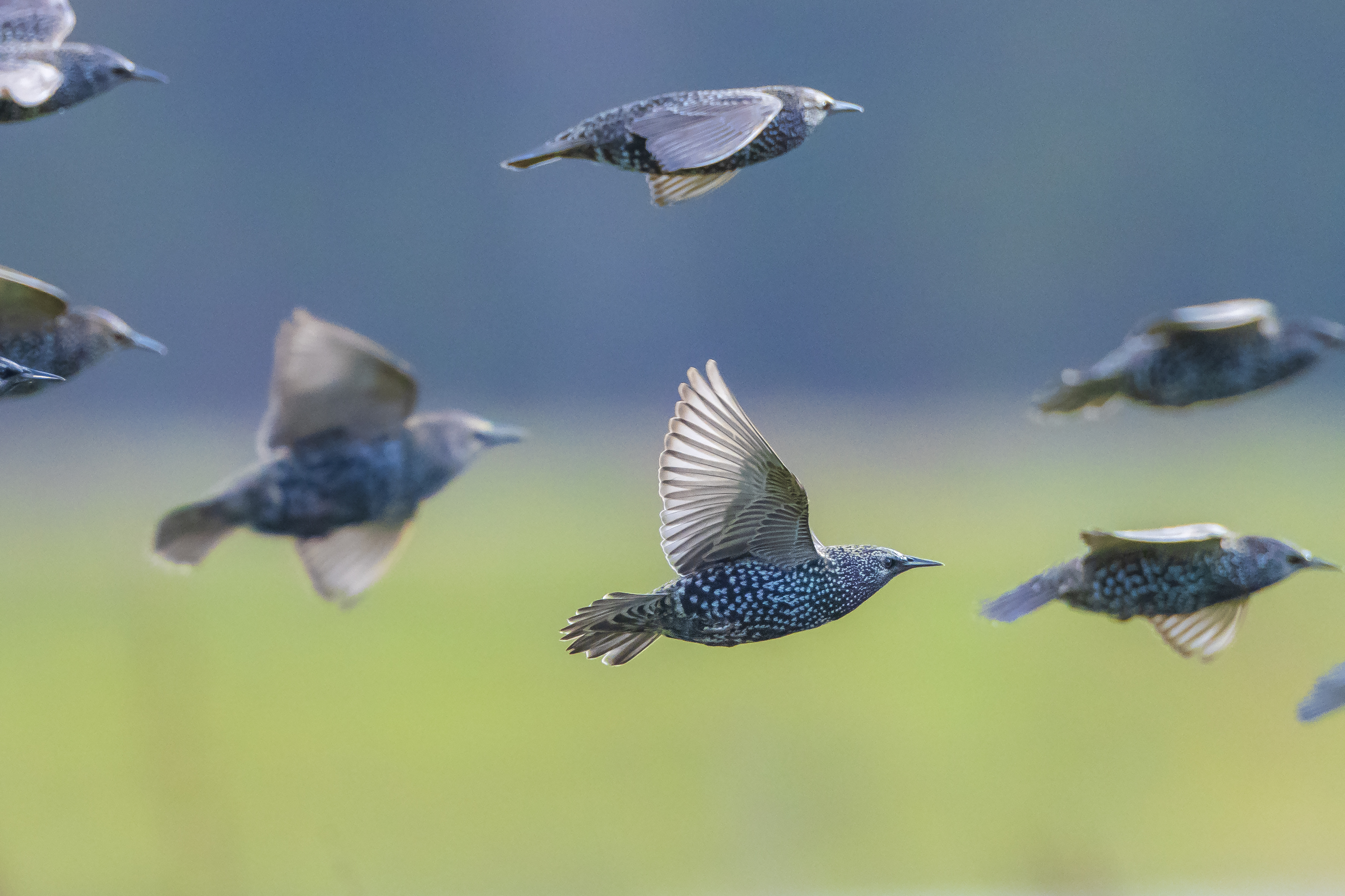 Can you name North America’s Flyways?