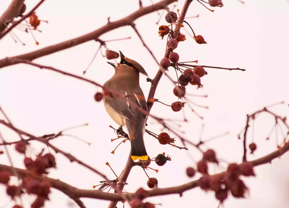 Celebrate Migratory Birds with Citizen Science Initiatives