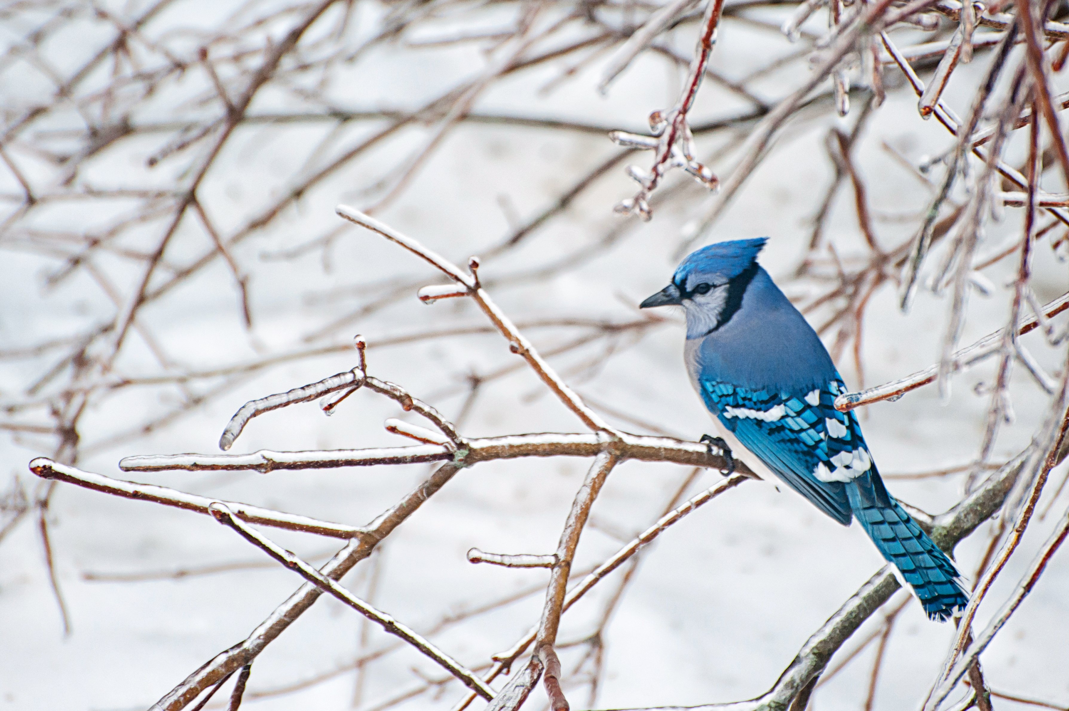 What About the Birds that Don’t Migrate?