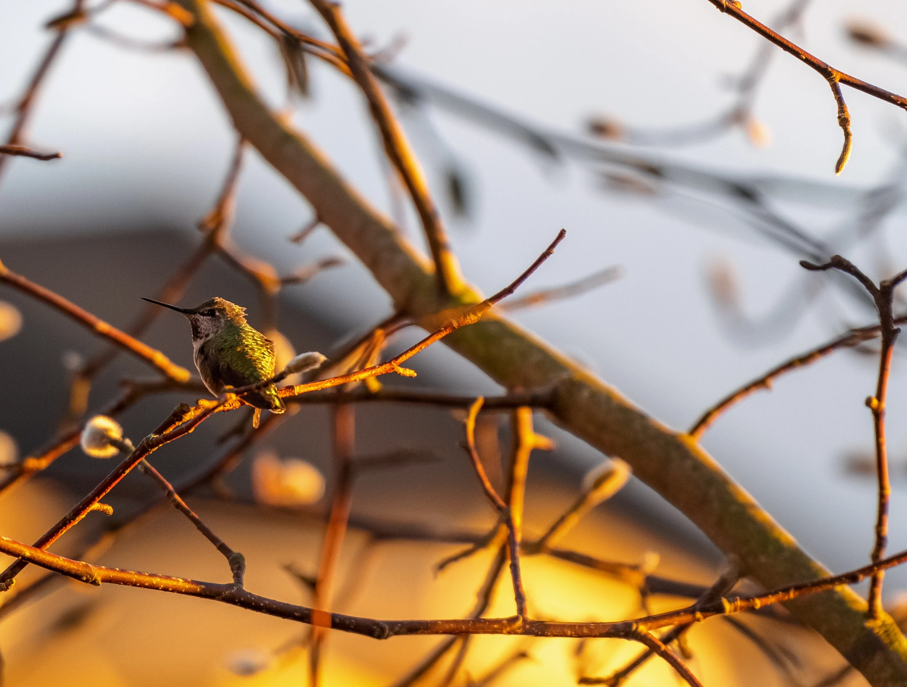 What Are the Biggest Threats to Birds in North America?