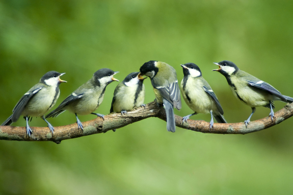 Birds being fed by their Mother