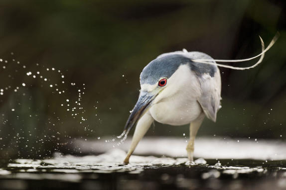 Feather Friendly® is Participating in the 2019 Audubon Convention