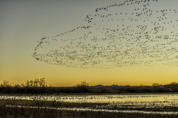 Birds migrating