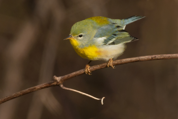 Northern Parula perched on a branch