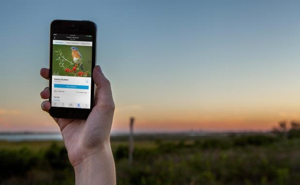 Enjoy the Audubon Bird Guide App While On Your Birding Adventures