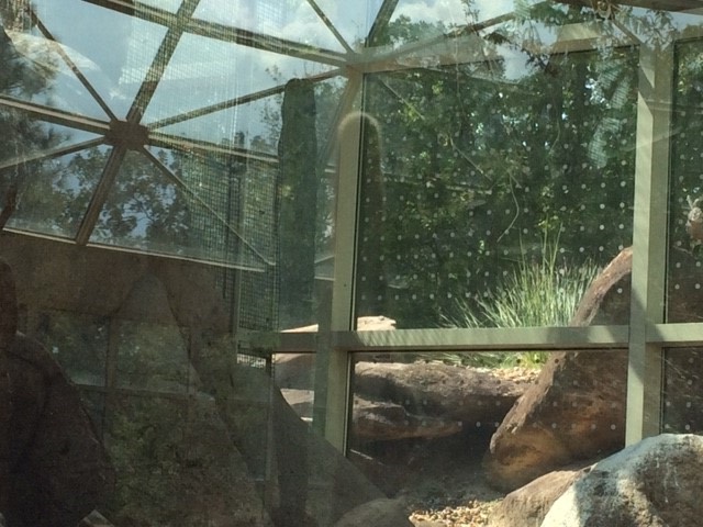 Feather Friendly window markers installed at North Carolina Zoo's window displays