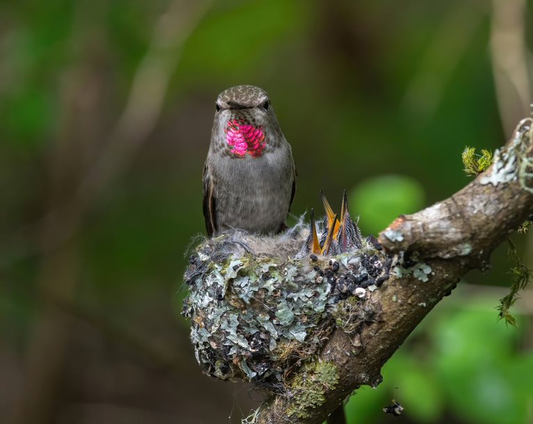 The Lifespan of Birds and How We Can Help Them Live Longer