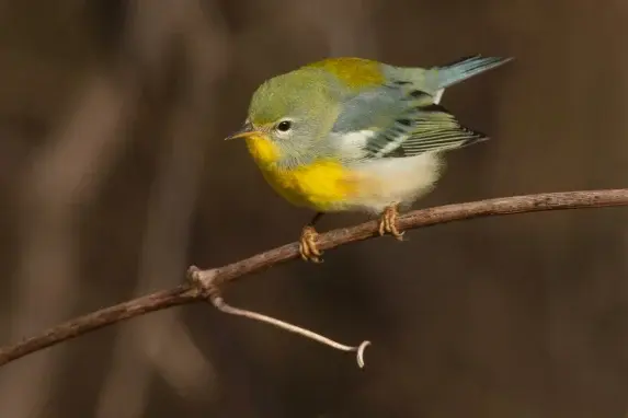 What Happens When Birds Collide with Windows?