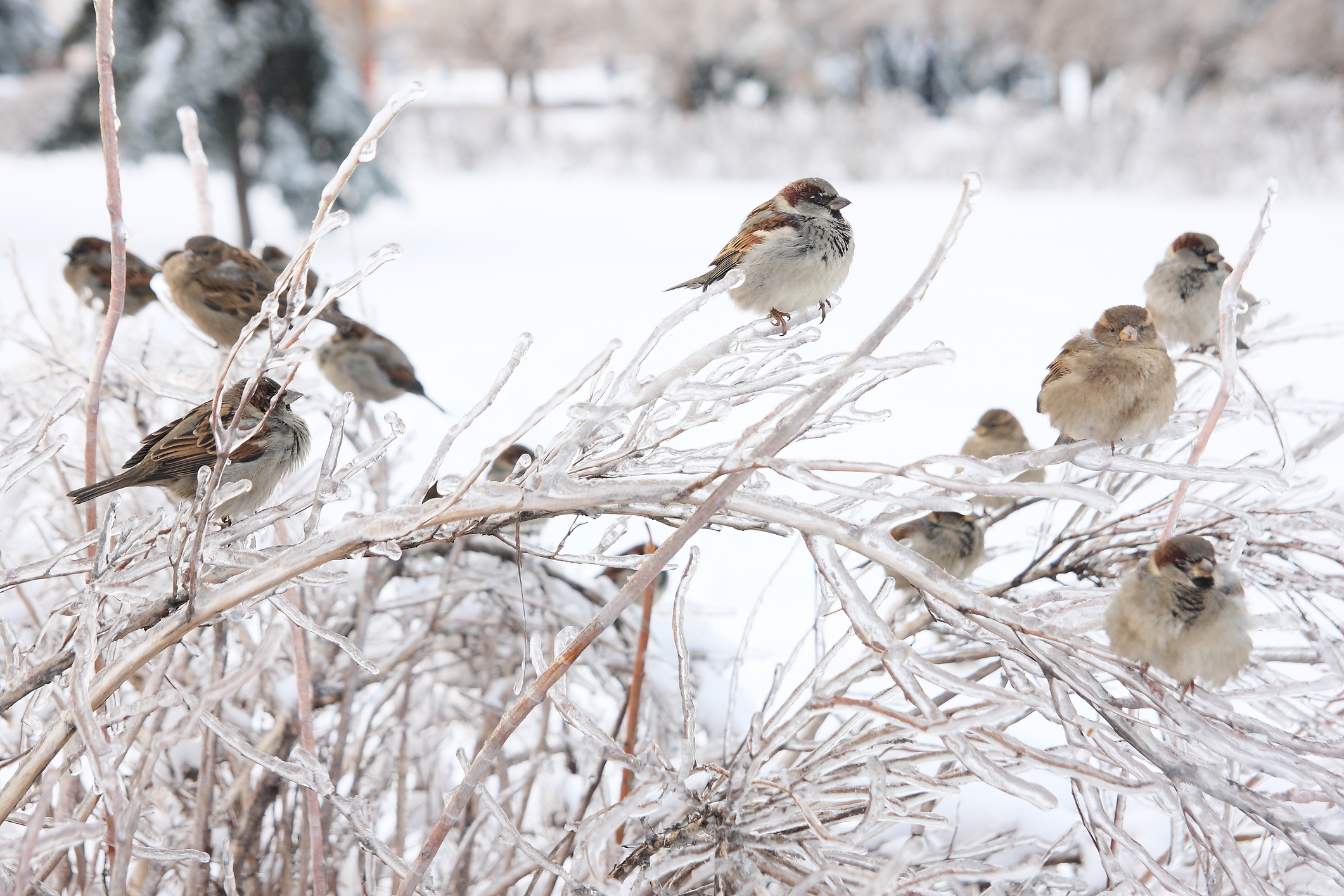 Why some Bird Species don’t Migrate